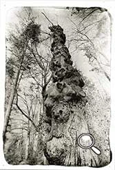 arbre personnages loupe5