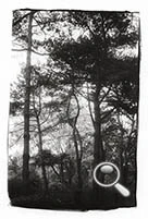 Arbre du bois de Vincennes, photo prise au leica M3 et équipé d'un Summar de 1938
