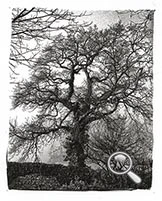 Arbre sur le chemin de l'Abbaye de Beauport dans la brume du matin, photo prise au canon A1